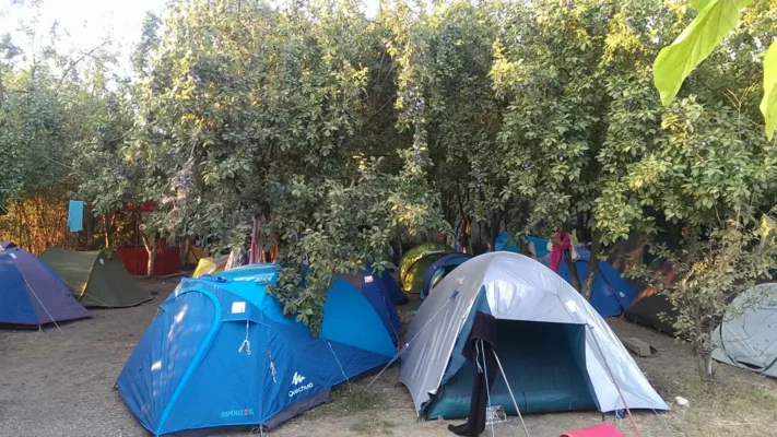 A cluster of colorful tents set up under plum trees in Vama Veche, creating a shaded camping spot in summer.