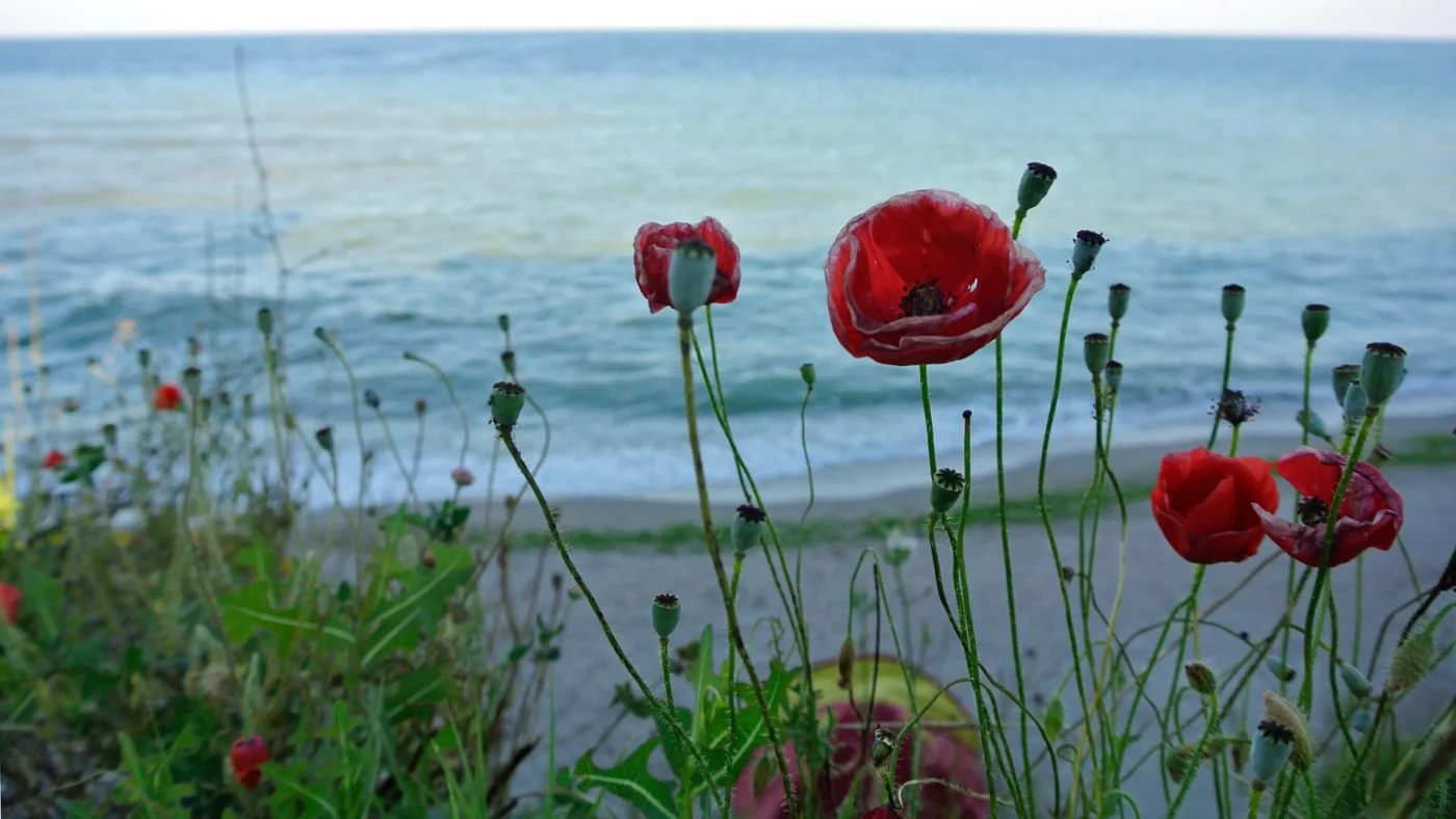 Close-up of battered red poppies on the cliff with the sea blurred behind.