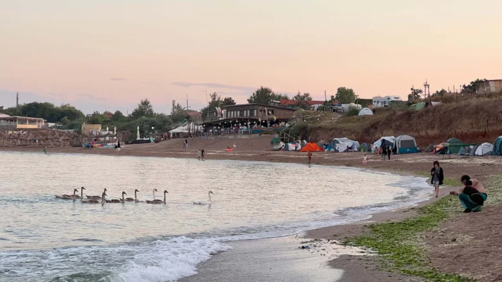 A line of swans glides across the water at sunset, with tents and beachgoers along the shore.