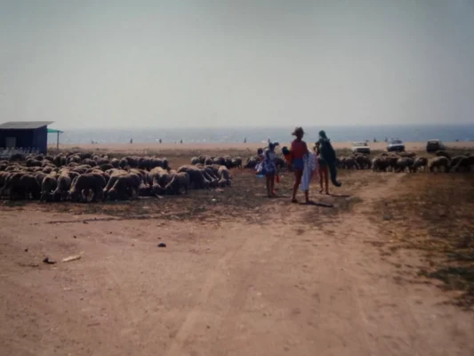 Children walking toward the Black Sea at Vama Veche in the 1980s, passing flocks of sheep grazing near the beach.