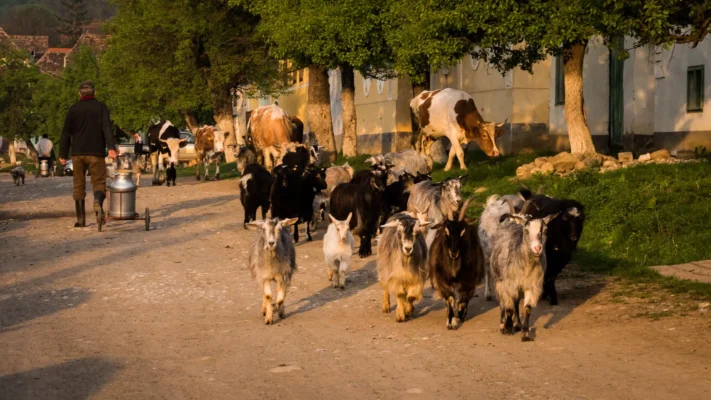 Goats and cows moving along the main street of Viscri beside traditional Saxon houses.