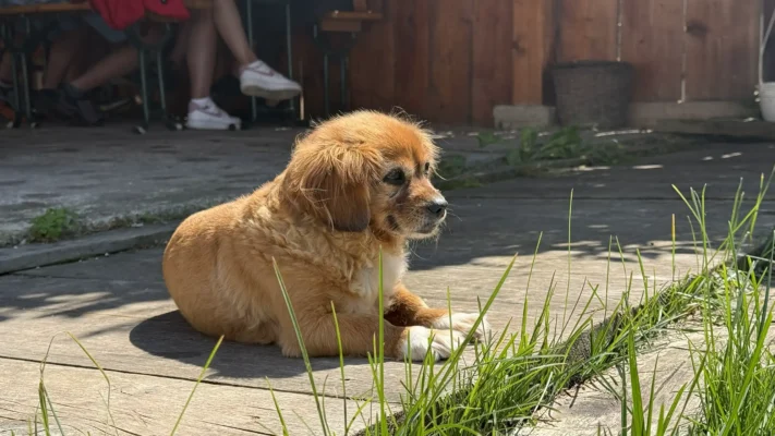 Small brown dog resting in the sun on a wooden terrace in Viscri.