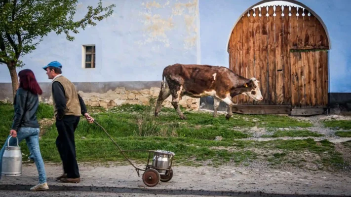 Viscri villagers walking with a milk can while a cow passes a traditional Saxon house.