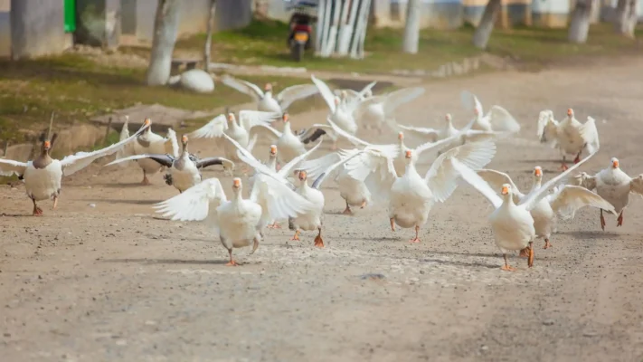 Flock of white geese running along a village road in Viscri, Transylvania.