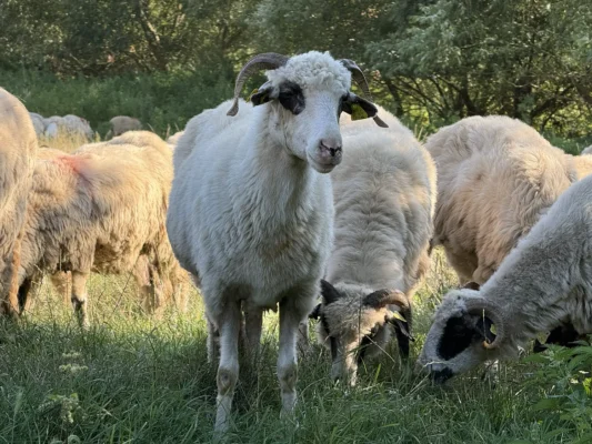 Flock of sheep grazing near Cund, including a horned sheep looking directly toward the camera.