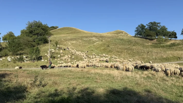 Large flock of sheep crossing the rolling grasslands surrounding Cund, Transylvania.