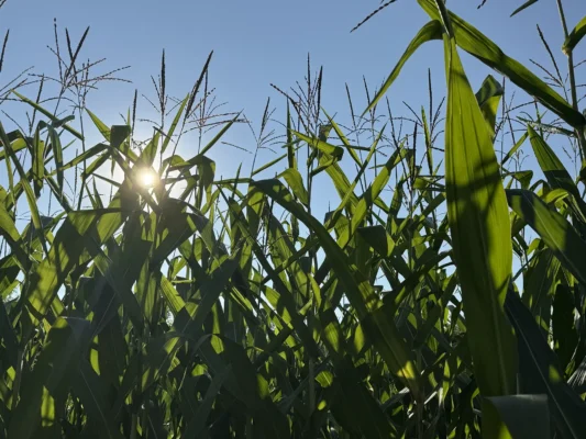 Tall corn plants backlit by the low summer sun in a field near Cund.