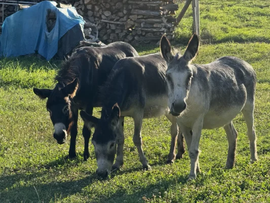 Three donkeys grazing together in warm evening light on the outskirts of Cund.