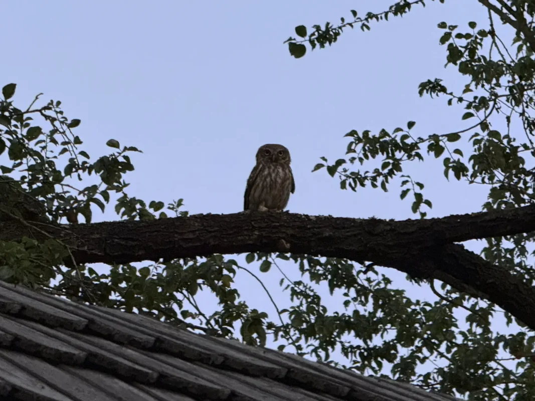 Little owl perched on a tree branch above a tiled roof in Cund at dusk.