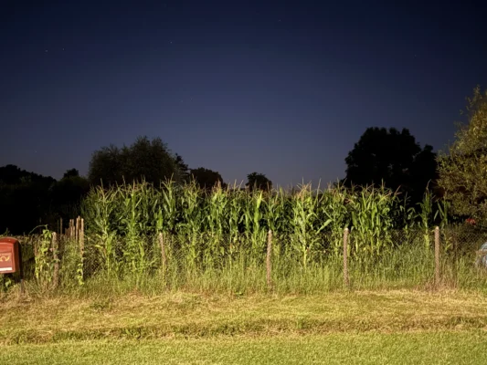 Cornfield illuminated at night beneath a starry sky on the edge of Cund village.