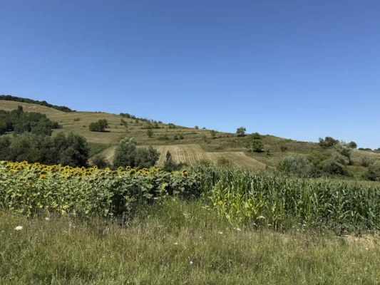 Sunflower and corn fields beneath the rolling hills surrounding Cund in Transylvania.