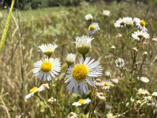 White daisy-like wildflowers blooming in a summer meadow near Cund, Transylvania.