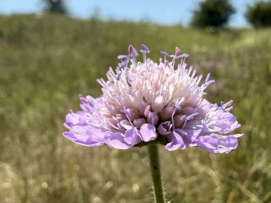 Close-up of a pale purple wildflower growing in the grasslands around Cund.
