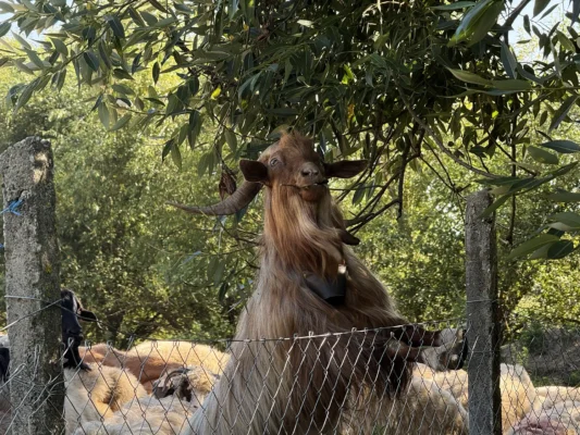 Long-haired brown goat standing beneath a tree among the flock in Cund, Transylvania.