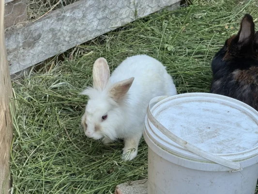 White and black domestic rabbits resting on fresh hay in a small enclosure in Cund.
