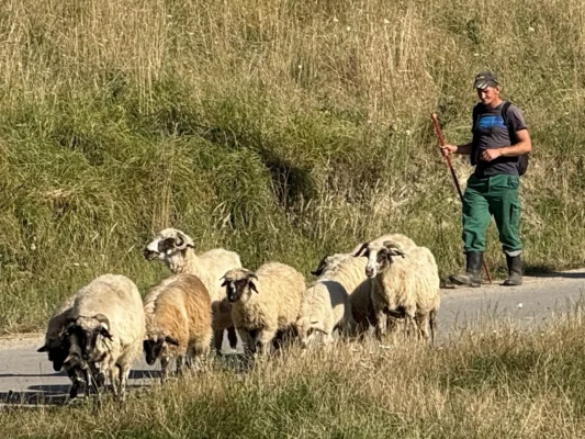 Shepherd guiding sheep along a country road outside Cund, Transylvania.