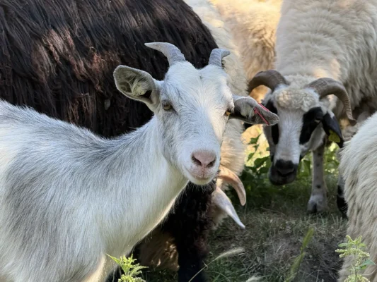 White goat among sheep and other goats in a flock near Cund, Transylvania.