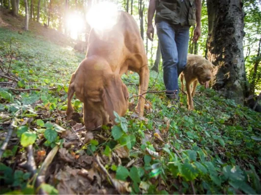 Truffle-hunting dogs searching the forest floor near Cund, Transylvania.