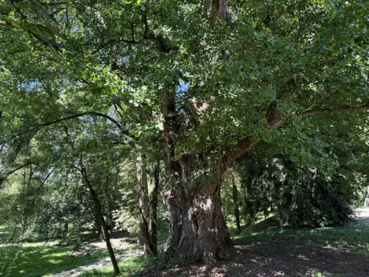 Ancient ginkgo biloba tree in the park of Teleki Castle, Gornești