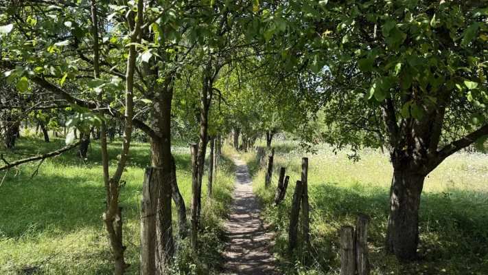 Narrow footpath through a traditional orchard in Viscri, shaded by mature fruit trees and bordered by rustic wooden fencing.