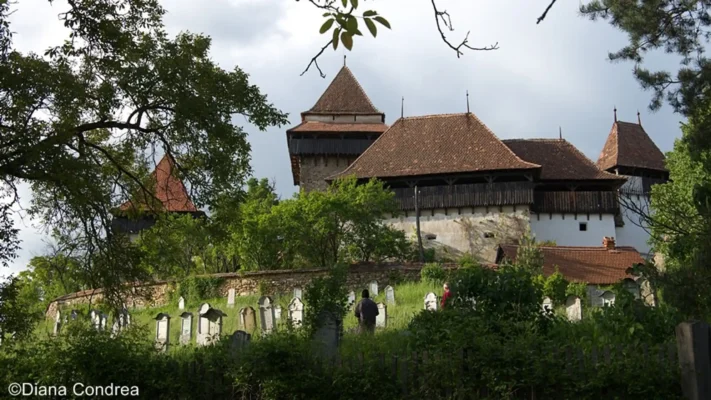 Viscri fortified church above its historic cemetery, surrounded by trees and old gravestones.